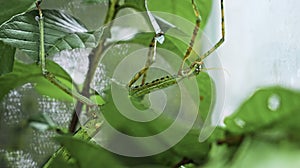 Large green Indonesian beetle the Phasmatoptera cyphocraniu gigas from the family of fowl sitting on the leaves photo