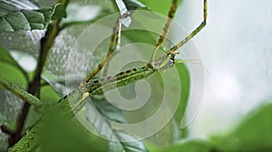 Large green Indonesian beetle the Phasmatoptera cyphocraniu gigas from the family of fowl sitting on the leaves photo