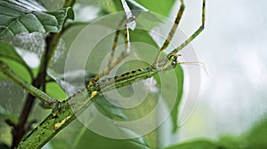 Large green Indonesian beetle the Phasmatoptera cyphocraniu gigas from the family of fowl sitting on the leaves photo