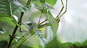 Large green Indonesian beetle the Phasmatoptera cyphocraniu gigas from the family of fowl sitting on the leaves photo