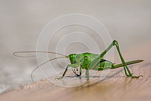 Large green insect pest of agricultural crops locust close-up