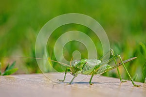 Large green insect pest of agricultural crops locust close-up