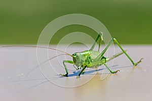 Large green insect pest of agricultural crops locust close-up