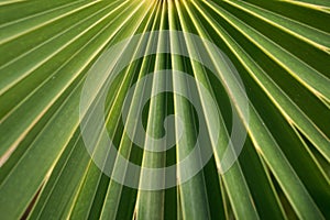 Large green leaf background with straight strips