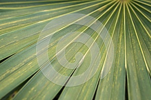 Large green leaf background with straight strips.