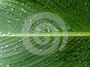 A large green leaf of the Canna.