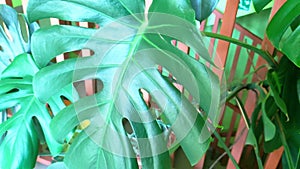 Large green leaf fern indoors. Decorative flower, close-up