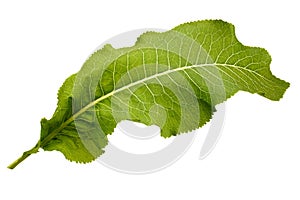 Large green leaf of horseradish