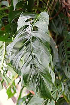 A large green leaf of Monstera Esqueleto, a climbing tropical plant photo