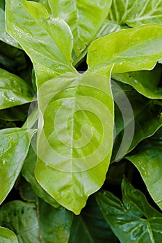 Large green leaf of a nature background