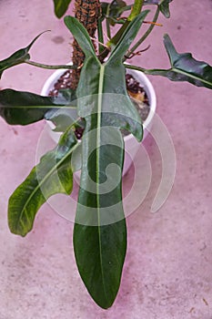 A large green leaf of Philodendron Jerry Horne, a rare tropical plant