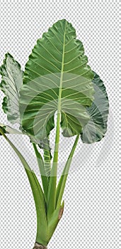 a large green leaf plant on a white background, Elephant Ear Plant Isolated On Transparent Backgroun