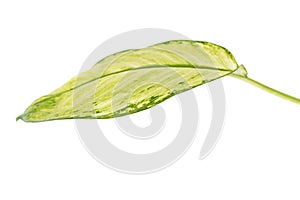 Large green leaf of tropical plant Dieffenbachia seguine or dumb cane isolated on white background