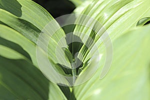 Large green leaves close-up, the core of the branch with leaves