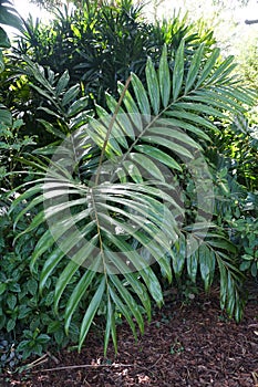 Large green leaves of Flame Thrower Palm