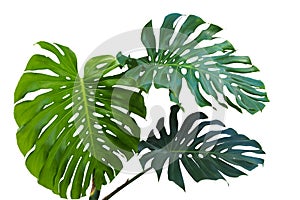 Large green leaves of monstera or split-leaf philodendron Monst