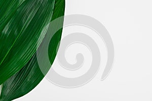 Large green leaves of a palm tree on a white background. Tropical greenery frame. Top view, copy space
