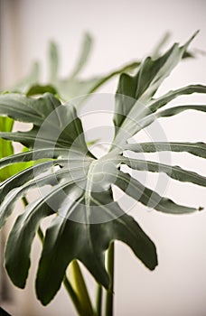 large green leaves of a Paraguayan Philodendron photo