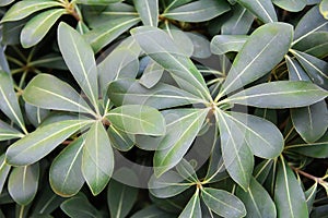 Large green leaves of a tropical plant