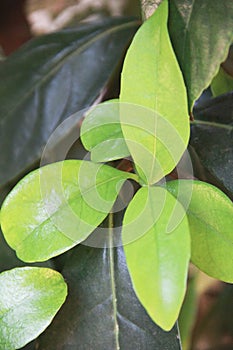 Large green leaves of a tropical plant