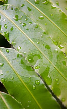Large green leaves with water drops