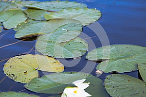 Large green leaves of water lily float in water