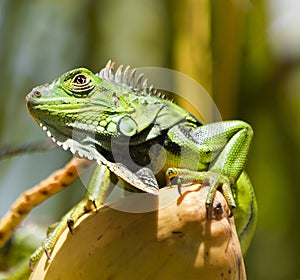 Large Green Lizard (Iguana Iguana)