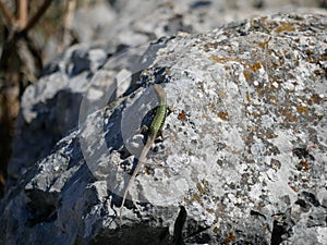 A large green lizard sits on a gray stone and basks in the sun on a Sunny summer day. The fauna of the Crimea, mount AI-Petri. L