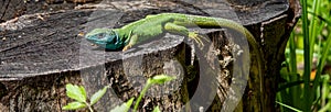large green lizard on a tree close-up macro