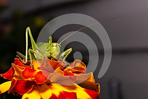 A large, green locust sits on a red yellow flower. Macro