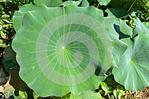 Large Green Lotus Leaf Nelumbo nucifera photo
