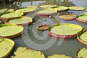 A large green lotus leaf in a pond