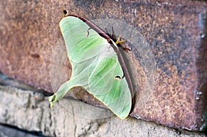 Large green Luna Moth, Athens, Georgia USA