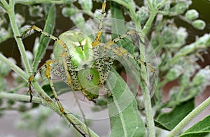 Large green lynx spider