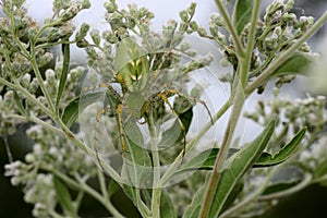 Large green lynx spider