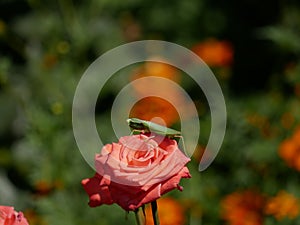 A large green mantis lurked on a pink rose flower on a bright Sunny day. A large insect waits for prey on a rose flower in a flowe
