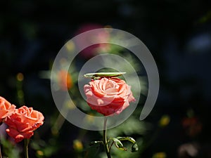 A large green mantis lurked on a pink rose flower on a bright Sunny day. A large insect waits for prey on a rose flower in a flowe