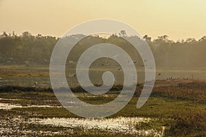 A large green marshy wetland