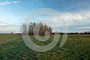 Large green meadow, a copse with trees without leaves and clouds on a blue sky