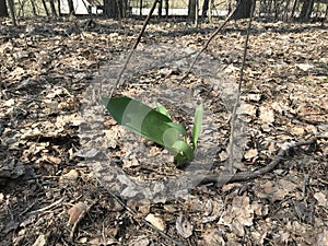 Large green new leaves of the first newly sprouted plant on the gray ground covered with last year`s foliage.