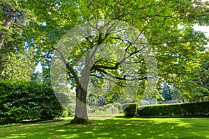 Large green oak tree near historical house.