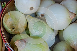 Large green organic onions freshly picked and in a large basket