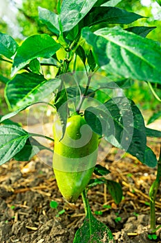 A large green pepper ripens on the bush