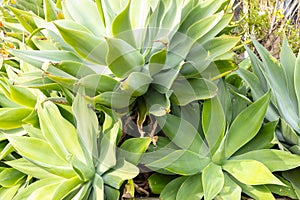 A large green plant in a domestic garden in regional Australia