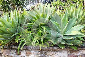 A large green plant in a domestic garden in regional Australia