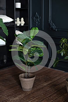 Large green plant in pot on wooden floor in dark living room. Interior design, urban jungle decor. Houseplants. Plants in modern i