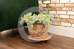 Large green plant in wicker pot on wooden floor in living room. Interior design, urban jungle decor.