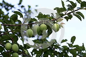 A large green plum matures on the branches