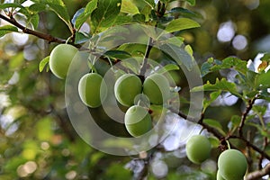 A large green plum matures on the branches