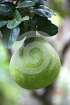 Large green pomelo growing in the tree, Santa Marta, Colombia, South America